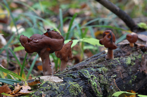 Saddle-shaped False Morel