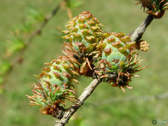 Larix decidua
