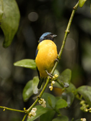 Chlorophonia cyanocephala