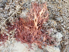 Halymenia