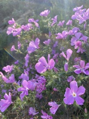 Linanthus californicus