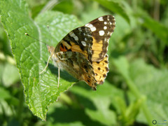 Vanessa cardui