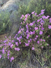 Linanthus californicus