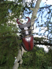 Lucanus cervus