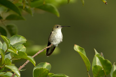 Elliotomyia chionogaster