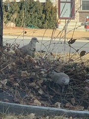 Streptopelia decaocto