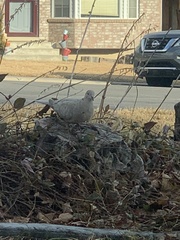 Streptopelia decaocto