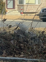 Streptopelia decaocto