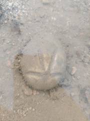 Spatangoida