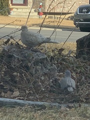 Streptopelia decaocto