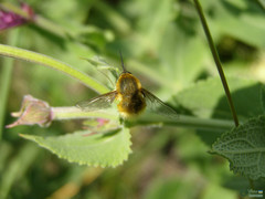 Bombyliidae