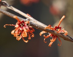 Hamamelis japonica