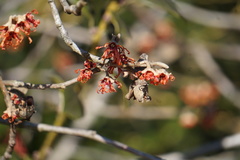 Hamamelis japonica