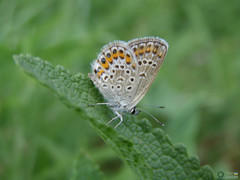 Plebejus argus