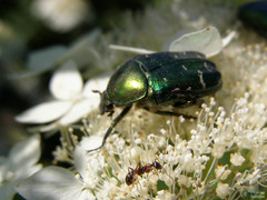 Cetonia aurata