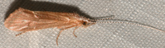 Ceraclea tarsipunctata