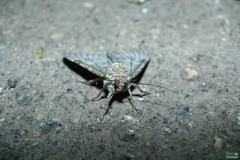 Catocala nupta