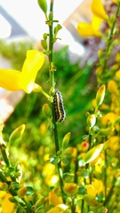 Zygaenoidea