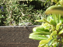 Podarcis carbonelli