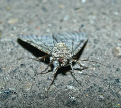 Catocala nupta