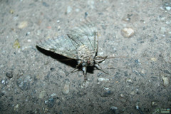 Catocala nupta
