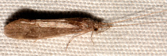 Ceraclea tarsipunctata