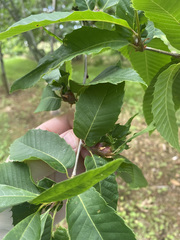 Dryocosmus kuriphilus