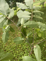 Dryocosmus kuriphilus