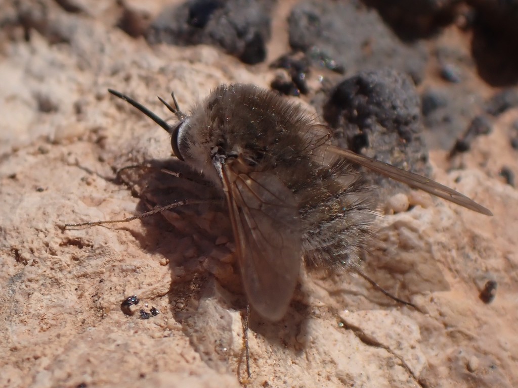 Bombylius oceanus