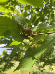 Dryocosmus kuriphilus