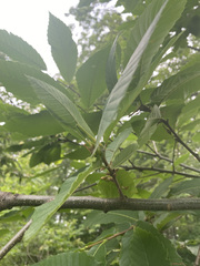 Dryocosmus kuriphilus