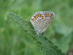 Plebejus argus