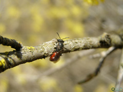 Sphecodes