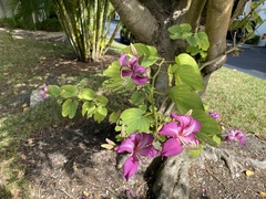 Bauhinia × blakeana