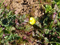 Eschscholzia lobbii