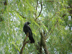 Corvus monedula