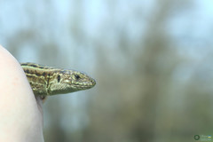 Lacerta agilis