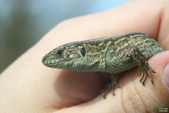 Lacerta agilis