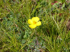 Eschscholzia lobbii