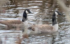 Branta canadensis parvipes