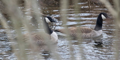 Branta canadensis parvipes