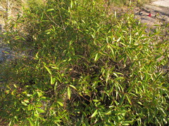 Sapium glandulosum