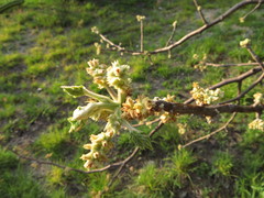 Bursera palmeri