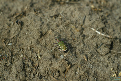 Cicindela soluta