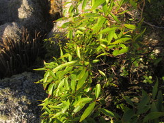 Sapium glandulosum