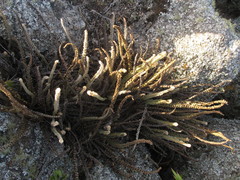 Pleopeltis lepidopteris