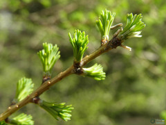 Larix decidua