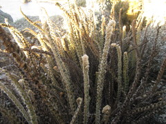 Pleopeltis lepidopteris