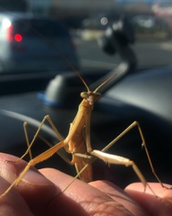 Tenodera australasiae