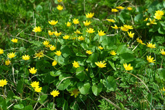 Ficaria verna